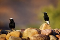 Belorit saharsky - Oenanthe leucopyga - White-crowned wheatear 1463